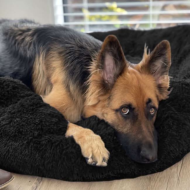 FUZZYPLUSH – Orthopädisches Plüsch-Hundebett Für Tiefen Schlaf