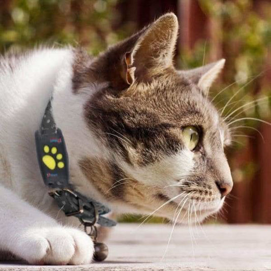 Katzenwächter Ortungssystem – Echtzeit Katzen-Ortungsgerät Ohne Abo