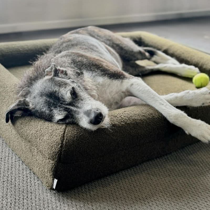 COZYCLOUD – Orthopädisches Gedächtnis-Schaum Hundebett für tiefen & erholsamen Schlaf