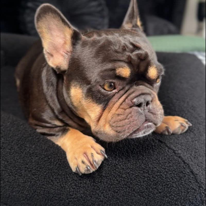 COZYCLOUD – Orthopädisches Gedächtnis-Schaum Hundebett für tiefen & erholsamen Schlaf