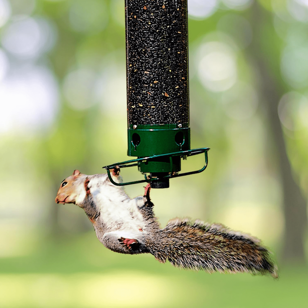 FütterungsWächter – Eichhörnchenfestes Vogelhaus Mit Rotierender Sitzstange Und 4 Futteröffnungen