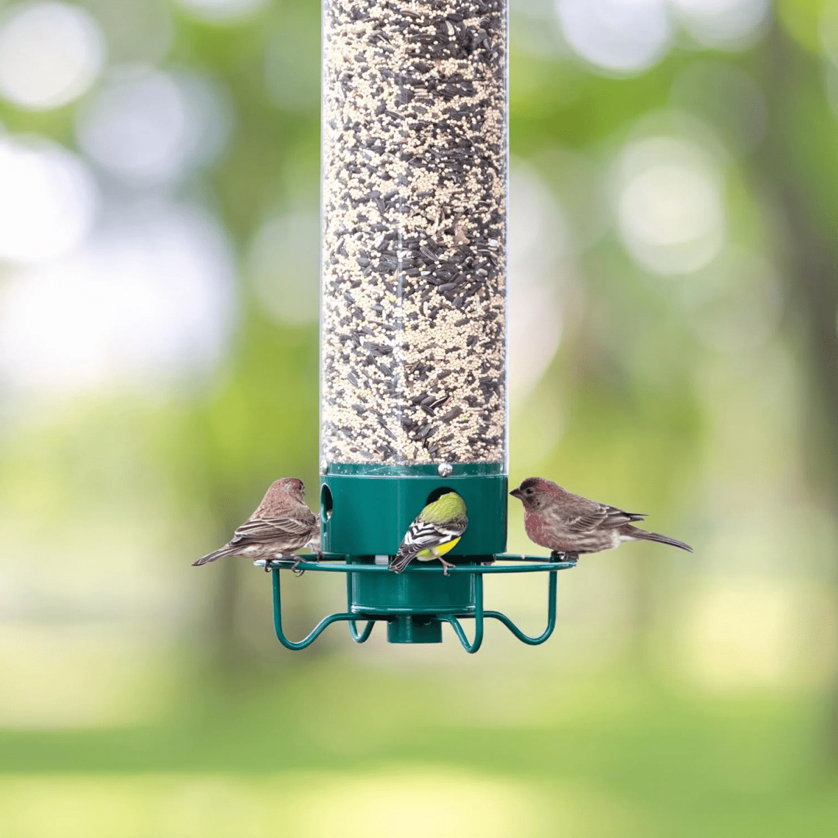 FütterungsWächter – Eichhörnchenfestes Vogelhaus Mit Rotierender Sitzstange Und 4 Futteröffnungen