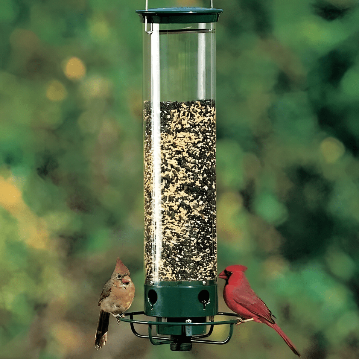Nährschutz – Eichhörnchen-Schutz Vogelhaus mit Gewichtsgesteuertem Futterspender