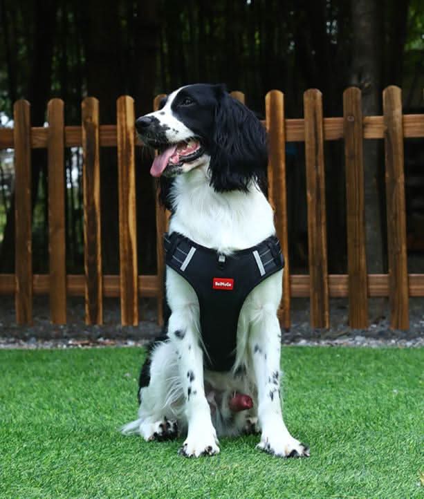 Spazierleicht Hundegeschirr – Gegen-Zug Hundegeschirr Für Entspannte Spaziergänge