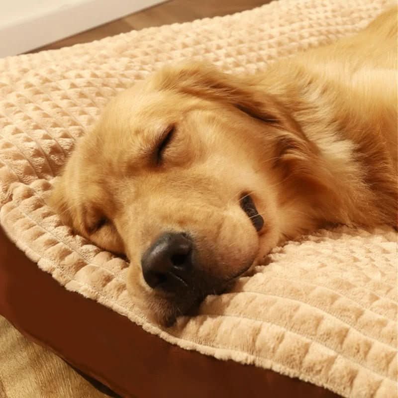 Pfotenruhe – Orthopädisches Hundebett Mit Optimaler Unterstützung Und Komfort