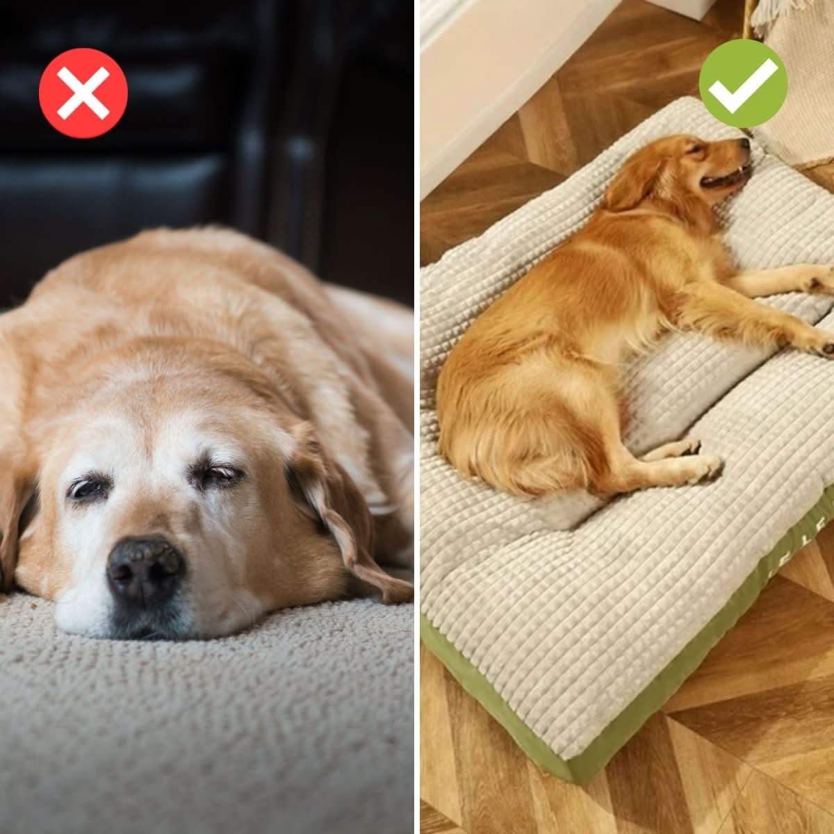 Pfotenruhe – Orthopädisches Hundebett Mit Optimaler Unterstützung Und Komfort