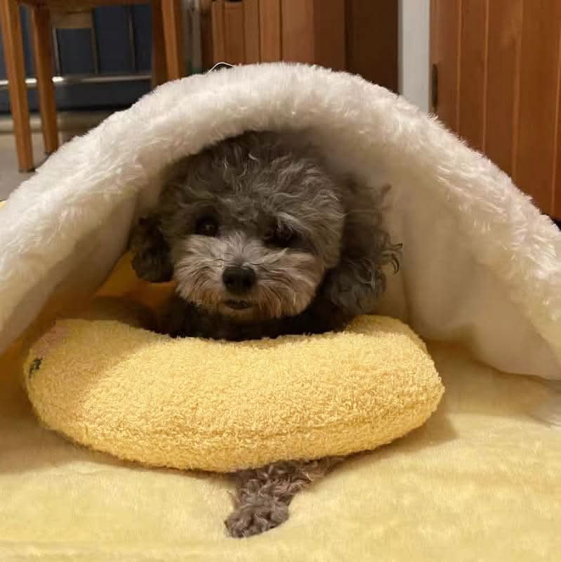 PETEASE Luxus – Orthopädisches Hundekissen Gegen Stress Und Gelenkschmerzen