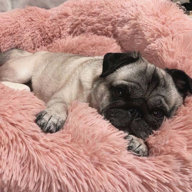 FUZZYPLUSH – Orthopädisches Plüsch-Hundebett Für Tiefen Schlaf