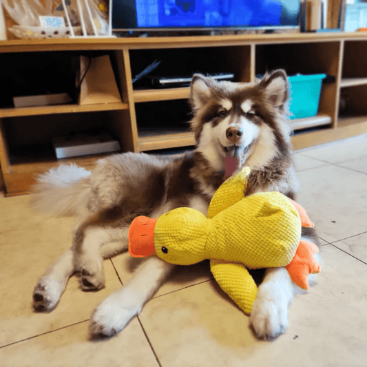 FluffieEnte Plüschspielzeug für Hunde | Weiches Quietschspielzeug | Haltbares Kuscheltier | Komfortspielzeug | Hundezubehör