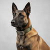TACTICALK9 – Verstellbares Hundehalsband-Set Für Training Und Abenteuer