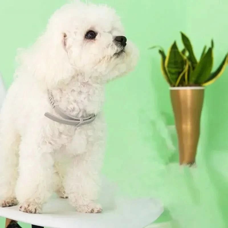 Blitzschild Halsband – Pflanzliches Floh- & Zeckenschutz-Halsband Für Hunde & Katzen