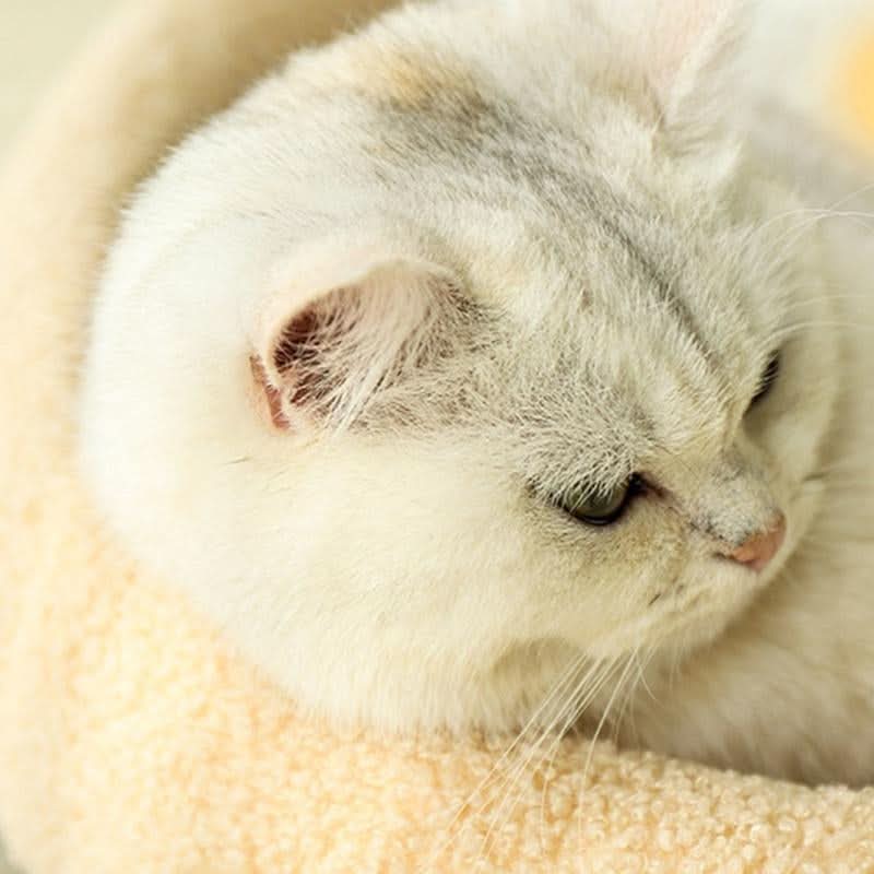 MiauHafen Nest – Stilvolles Katzenbett Mit Kratzfläche Und Kuschelkissen