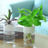 Botania - Einfacher Und Schicker Blumentopf