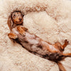 FUZZYPLUSH – Orthopädisches Plüsch-Hundebett Für Tiefen Schlaf