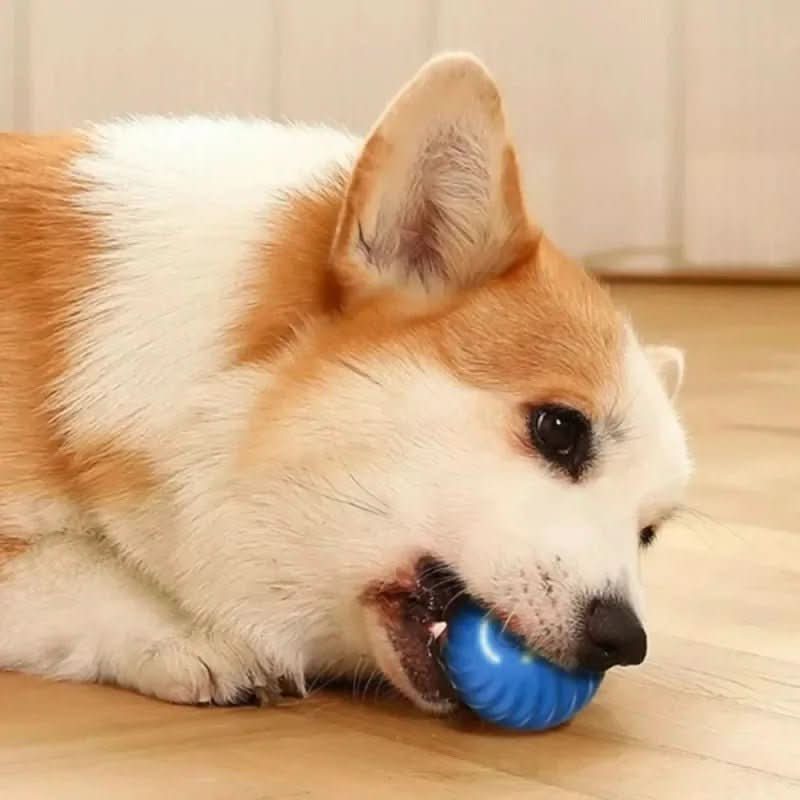 Maxime Joueur – Intelligenter Spielball Mit Automatischer Bewegung Für Aktive Hunde
