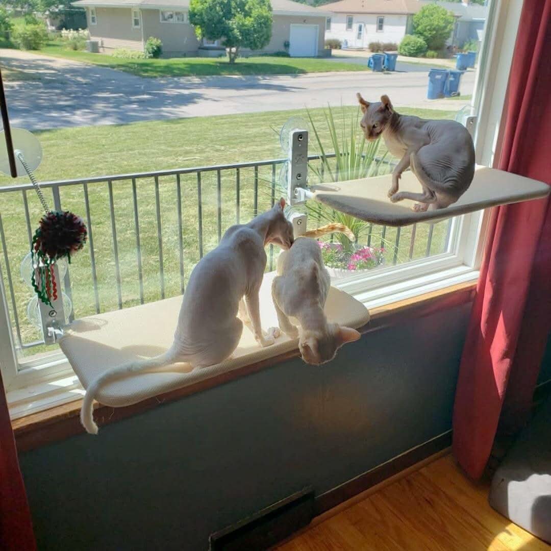 PAWPERCH – Faltbare Fenster-Hängematte Für Katzen Mit Aussicht & Komfort