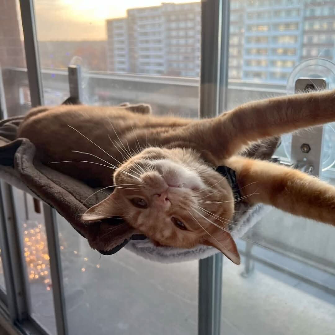 PAWPERCH – Faltbare Fenster-Hängematte Für Katzen Mit Aussicht & Komfort