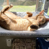 PAWPERCH – Faltbare Fenster-Hängematte Für Katzen Mit Aussicht & Komfort