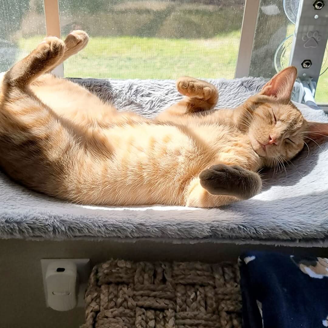 PAWPERCH – Faltbare Fenster-Hängematte Für Katzen Mit Aussicht & Komfort