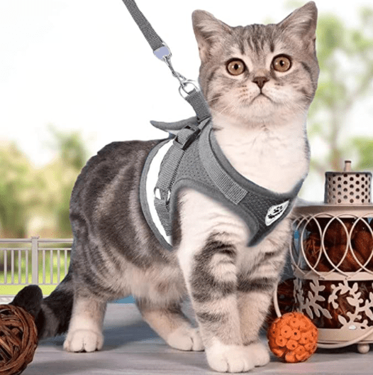 Abenteuer Geschirr – Ausbruchsicheres Katzengeschirr mit Leine & Reflektierenden Elementen