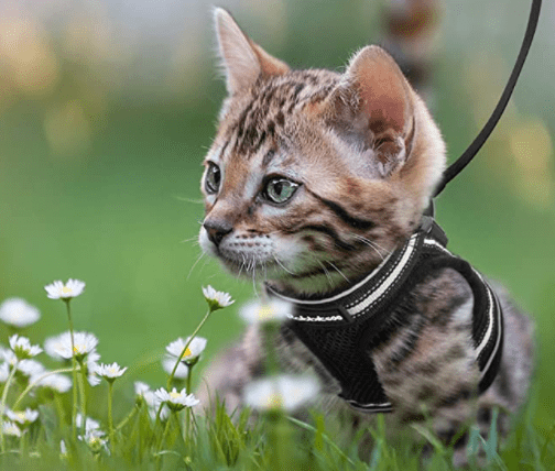 Abenteuer Geschirr – Ausbruchsicheres Katzengeschirr mit Leine & Reflektierenden Elementen