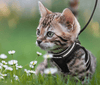 Abenteuer Geschirr – Ausbruchsicheres Katzengeschirr mit Leine & Reflektierenden Elementen