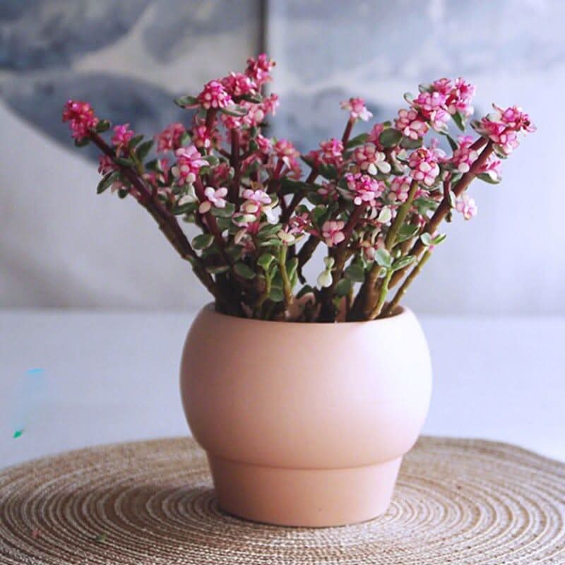 SYLENA – Elegante Keramikvase für Zeitloses Design